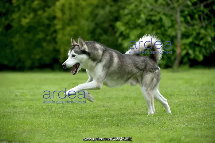 : DOG - Siberian Husky - running through garden