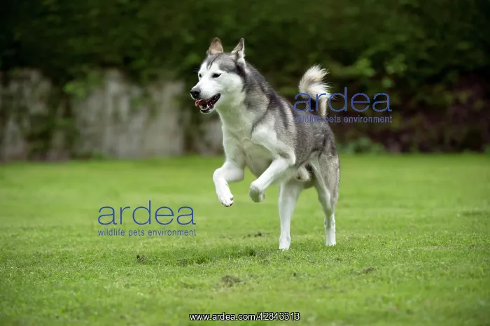  : DOG - Siberian Husky - running through garden
