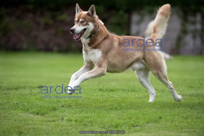  : DOG - Siberian Husky - running through garden