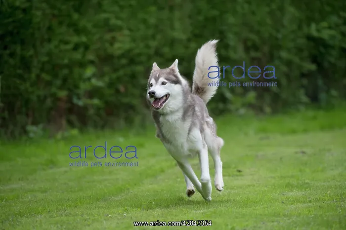  : DOG - Siberian Husky - running through garden