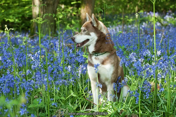  : DOG - Siberian husky sitting in bluebells