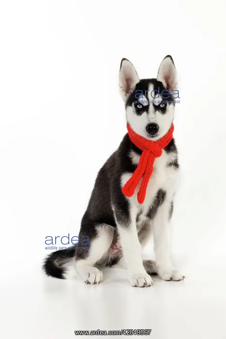  : DOG. Siberian husky sitting wearing red scarf