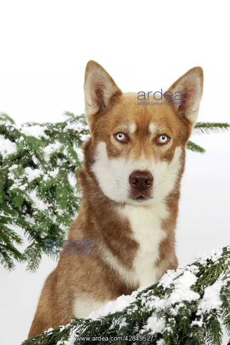 : DOG. Siberian husky in snow (head shot) : DOG. Siberian husky in snow (head shot)