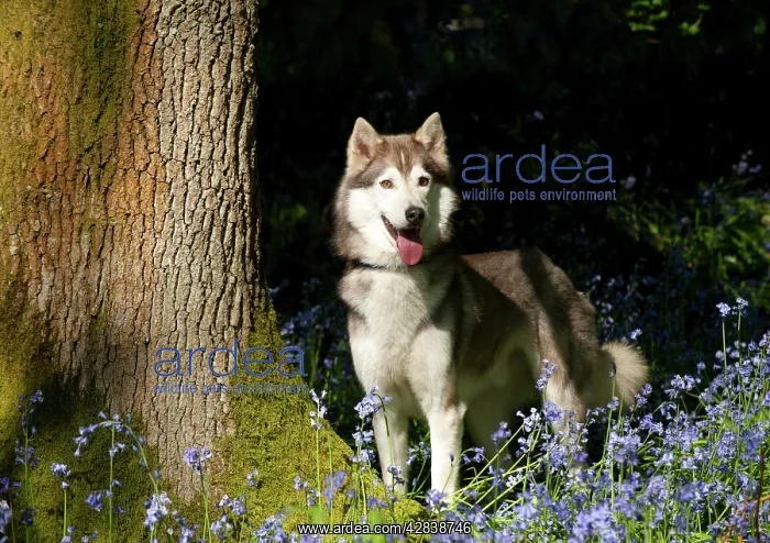  : DOG - Siberian husky standing in bluebells