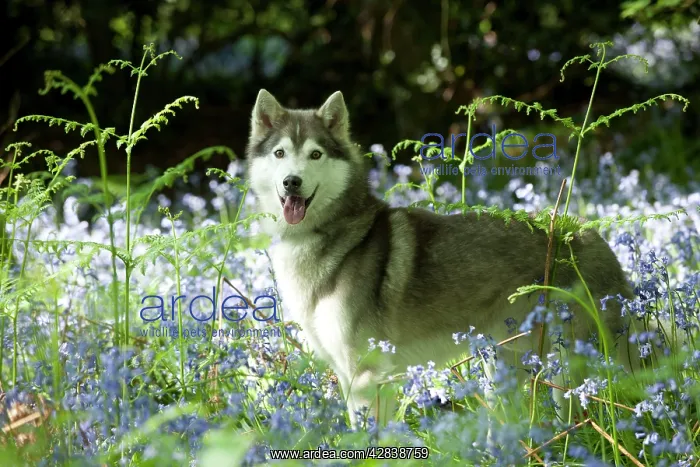  : DOG - Siberian husky standing in bluebells