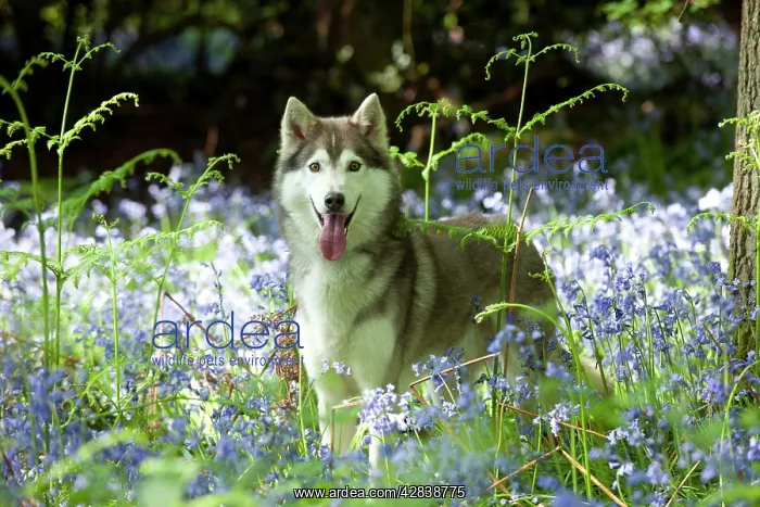  : DOG - Siberian husky standing in bluebells