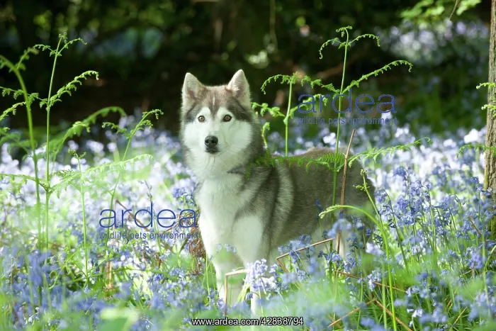 : DOG - Siberian husky standing in bluebells
