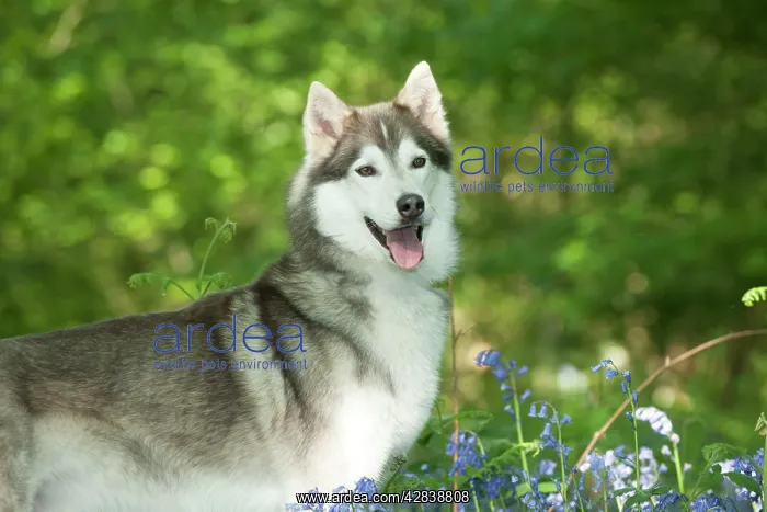  : DOG - Siberian husky standing in bluebells