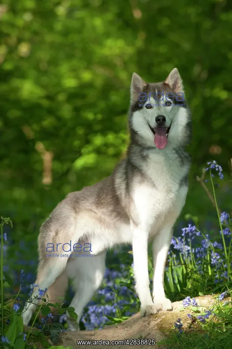  : DOG - Siberian husky standing in bluebells