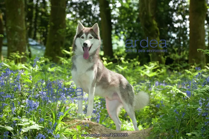  : DOG - Siberian husky standing in bluebells
