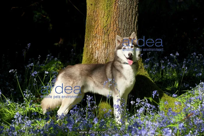  : DOG - Siberian husky standing in bluebells