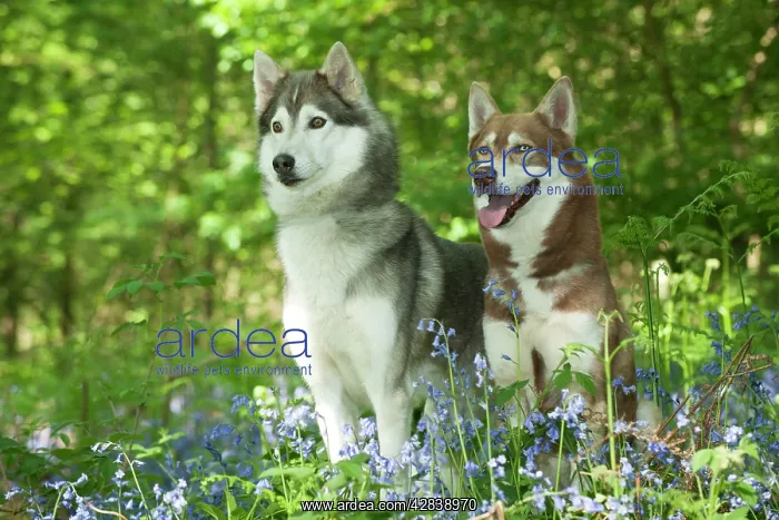 : DOG - Siberian husky standing next to siberian : DOG - Siberian husky standing next to siberian