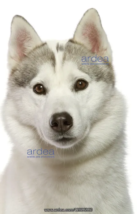  : Dog - Siberian Husky in studio
