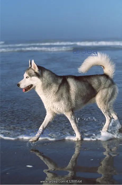 : DOG - SIBERIAN HUSKY - WALKS IN SEA : DOG - SIBERIAN HUSKY - WALKS IN SEA