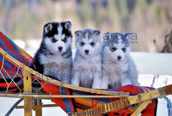 : Dog Siberian Husky three six week old puppies sitting : Dog Siberian Husky three six week old puppies sitting
