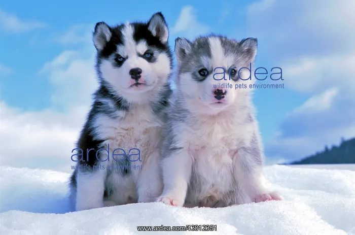 : Dog Siberian Husky two six week old puppies sitting in snow : Dog Siberian Husky two six week old puppies sitting in snow