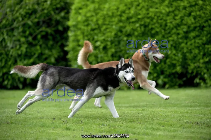  : DOG - Siberian Huskys - running through garden