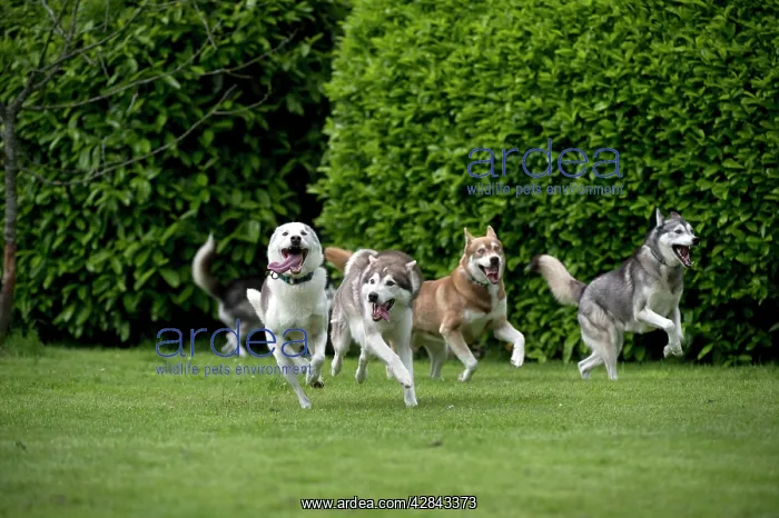  : DOG - Siberian Huskys - running through garden
