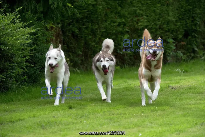  : DOG - Siberian Huskys - running through garden