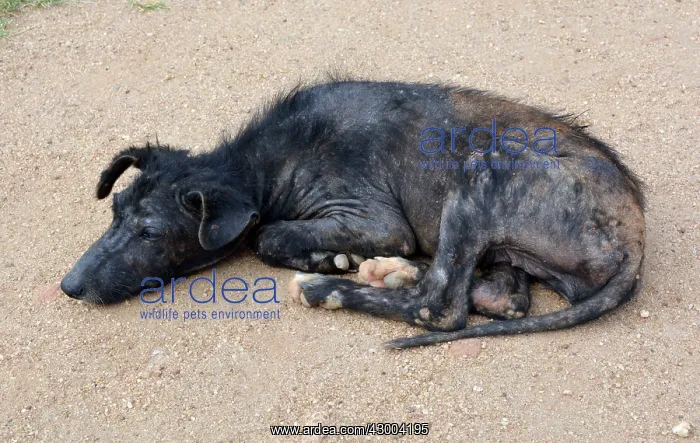 : Dog - sick looking village dog : Dog - sick looking village dog