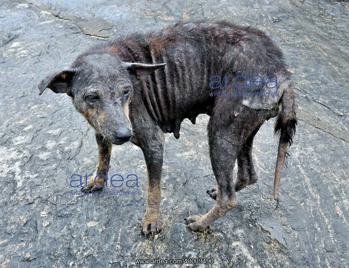 : Dog sick looking village dog : Dog sick looking village dog