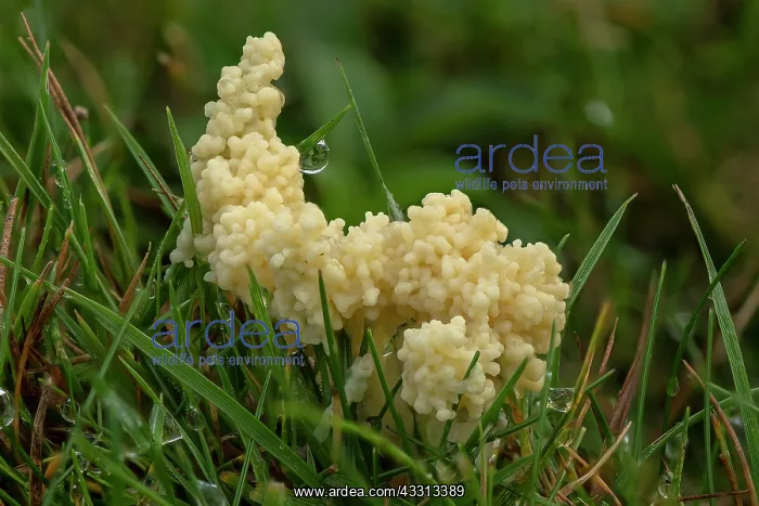 : Dog sick slime mould, Mucilago crustacea on gras : Dog sick slime mould, Mucilago crustacea on gras