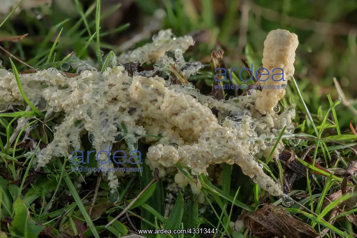 : Dog sick slime mould, Mucilago crustacea on gras : Dog sick slime mould, Mucilago crustacea on gras