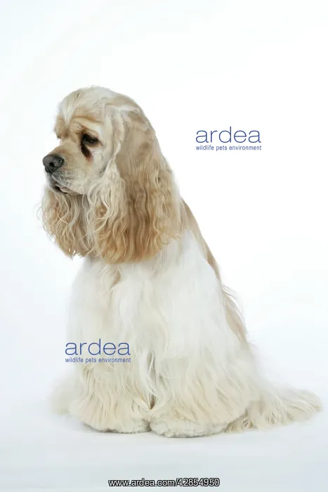  : DOG. Silver buff American cocker spaniel