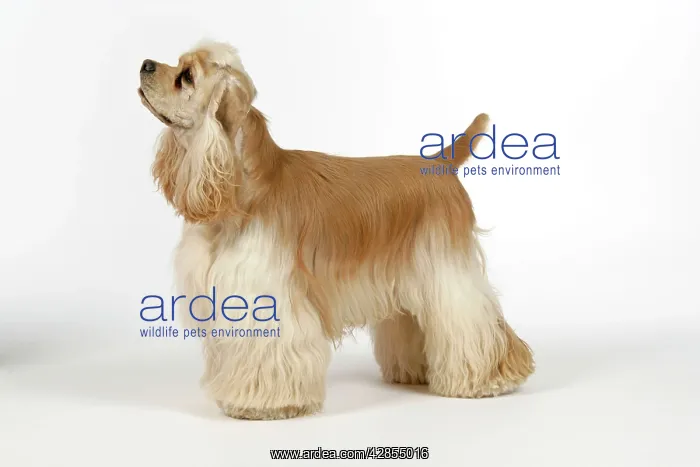  : DOG. Silver buff American cocker spaniel