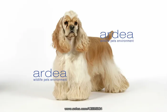  : DOG. Silver buff American cocker spaniel