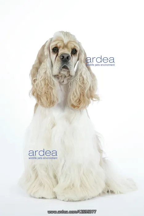  : DOG. Silver buff American cocker spaniel