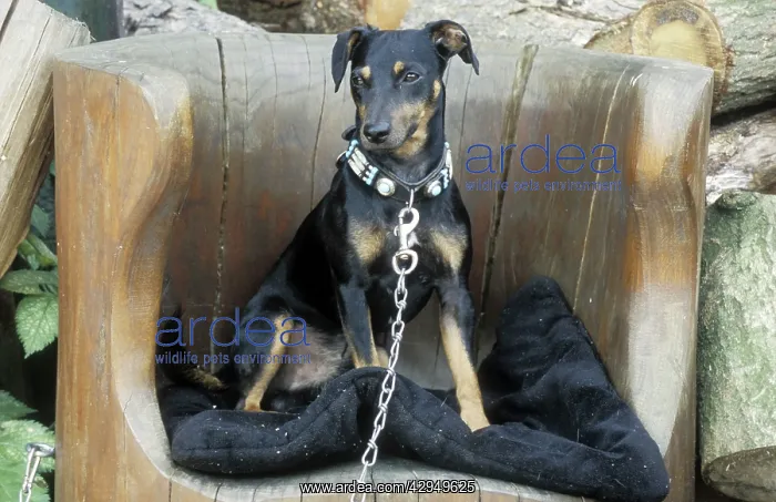 : Dog - Sitting in chair and kept on a leash : Dog - Sitting in chair and kept on a leash