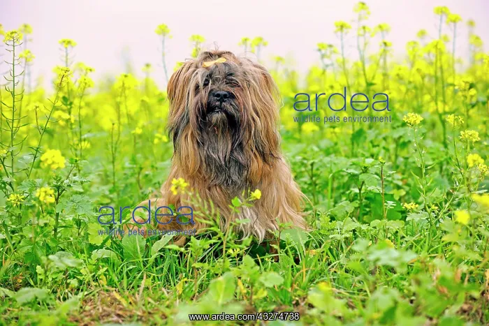 : Dog sitting in flower meadow, Lhasa Apso, Arnsberg : Dog sitting in flower meadow, Lhasa Apso, Arnsberg