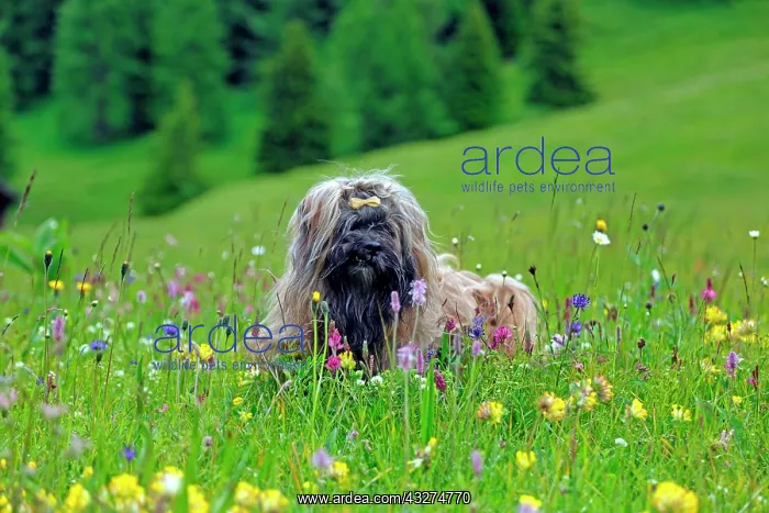 : Dog sitting in flower meadow, Lhasa Apso, Pfunds : Dog sitting in flower meadow, Lhasa Apso, Pfunds