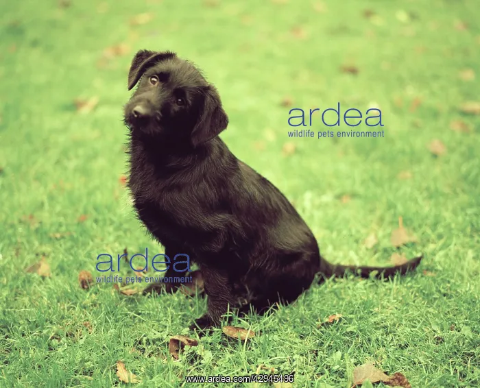  : Dog - Sitting down in garden