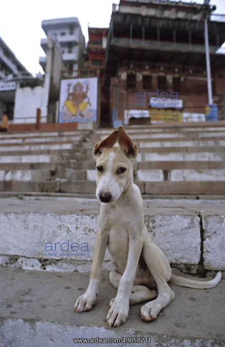 : Dog sitting on the Ghats Varanaci India : Dog sitting on the Ghats Varanaci India