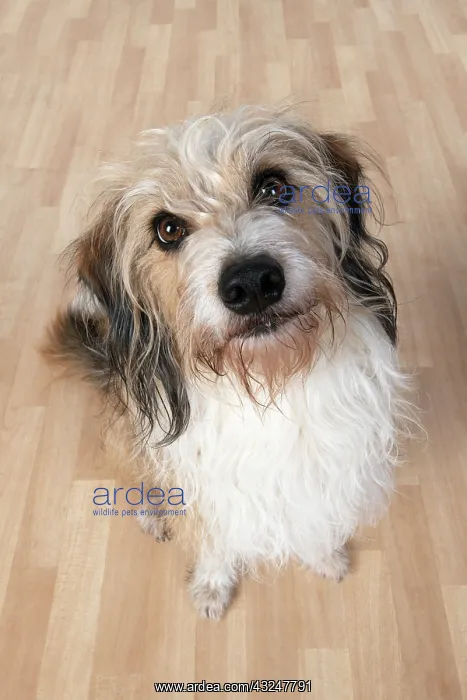 : DOG. sitting looking up at camera, studio : DOG. sitting looking up at camera, studio