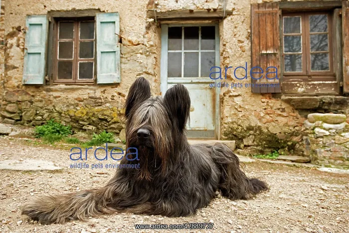  : Dog - sitting outside French house