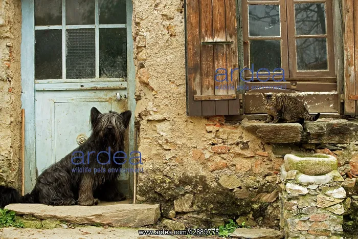 : Dog - sitting outside French house with tabby cat : Dog - sitting outside French house with tabby cat