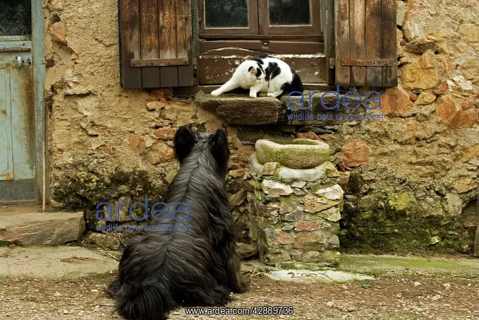 : Dog - sitting outside French house watching black : Dog - sitting outside French house watching black