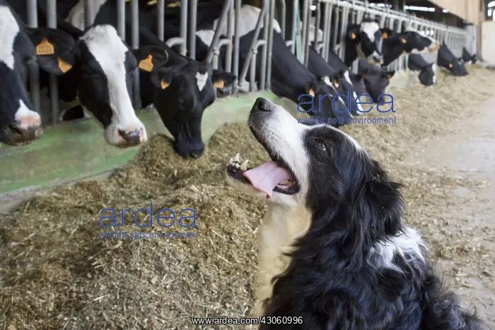  : Dog sitting by Prim'Holtein cows in a stalling France