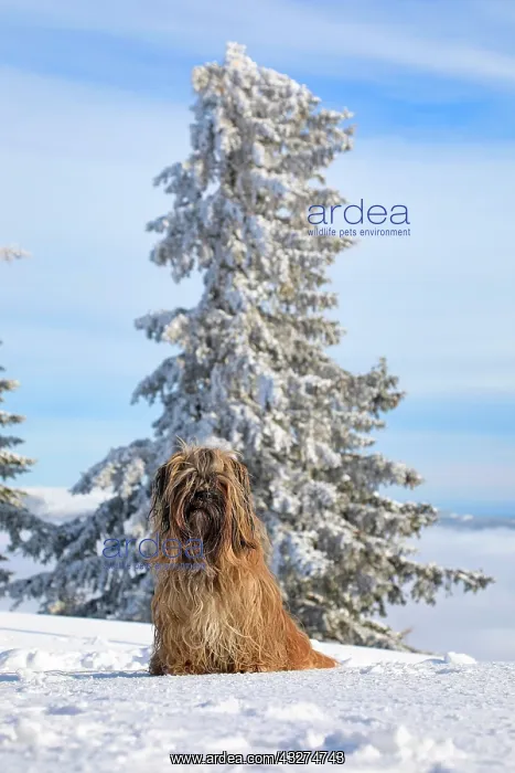 : Dog sitting in the snow, Lhasa Apso, Bavarian Forest : Dog sitting in the snow, Lhasa Apso, Bavarian Forest