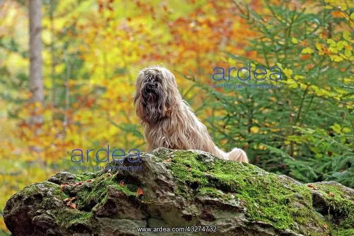 : Dog, sitting on stone, Lhasa Apso, Arnsberg, North : Dog, sitting on stone, Lhasa Apso, Arnsberg, North