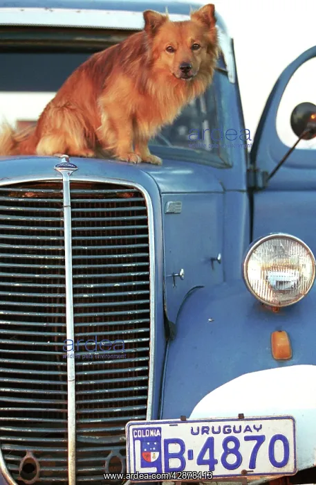  : DOG - sitting on truck bonnet