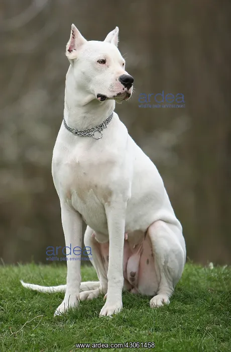 : Dog sitting and waiting for its master Marne : Dog sitting and waiting for its master Marne