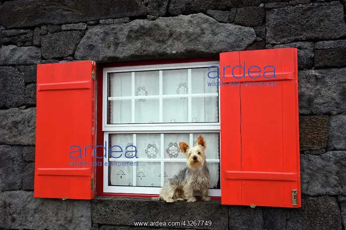 : Dog sitting at the window, Lajido, Pico, Azores : Dog sitting at the window, Lajido, Pico, Azores