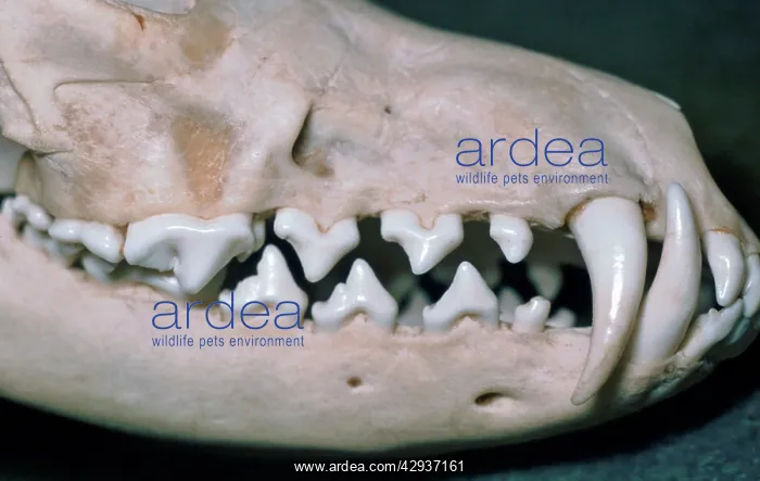  : Dog skull showing large canines