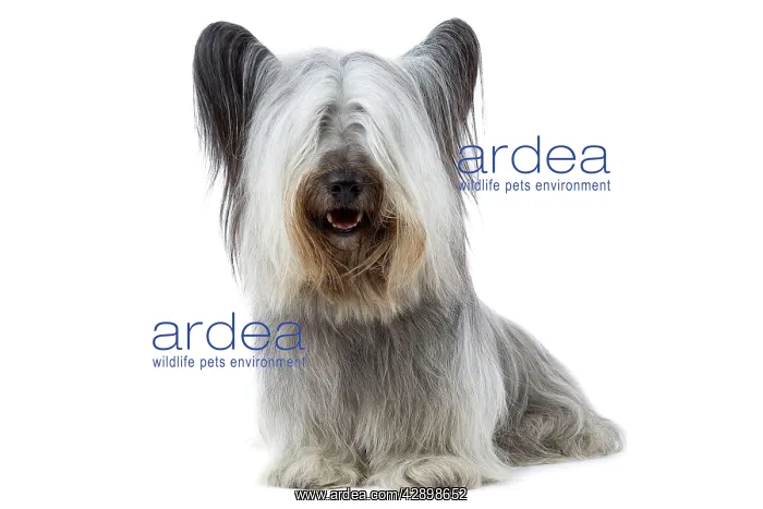  : Dog - Sky Terrier