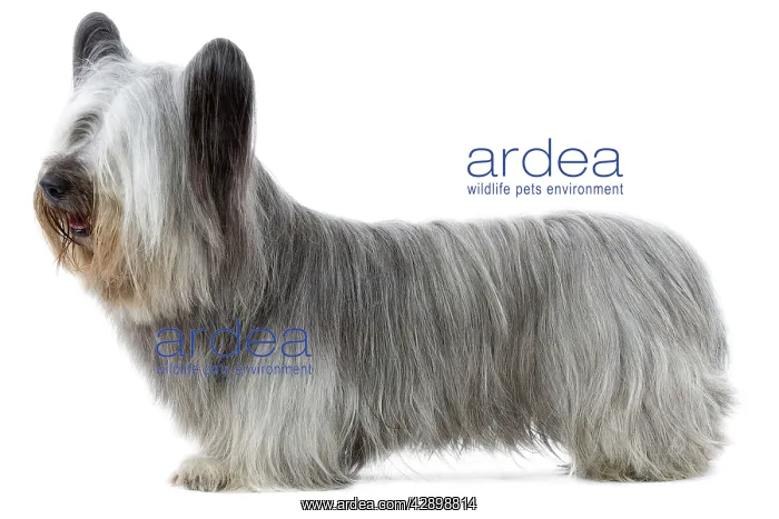  : Dog - Sky Terrier