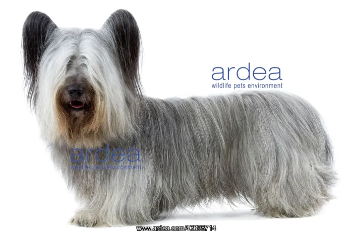  : Dog - Sky Terrier